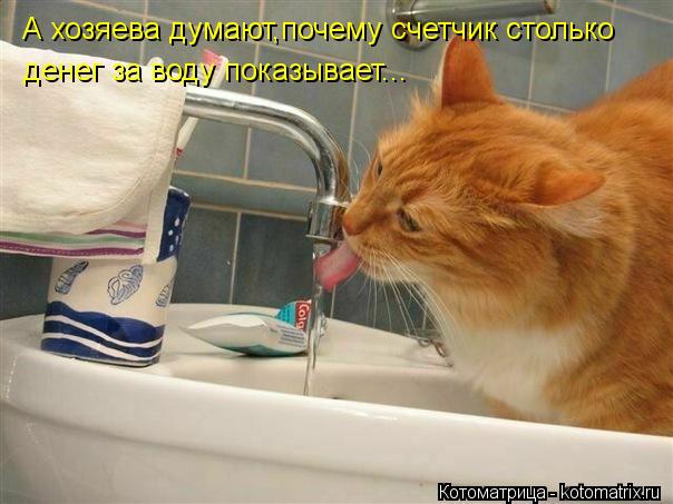 А хозяева думают,почему счетчик столько денег за воду показывает...... Котоматрица: А хозяева думают,почему счетчик столько денег за воду показывает...