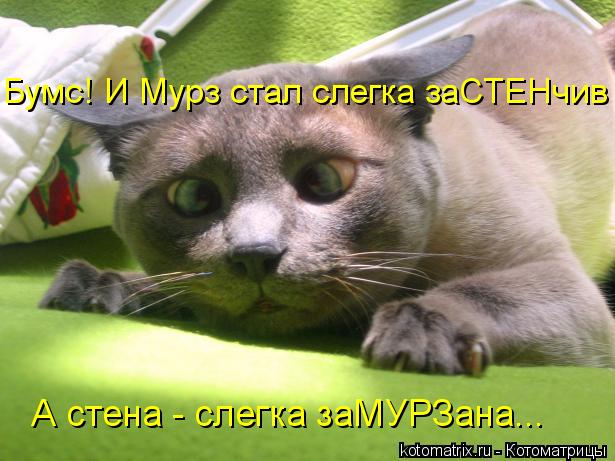 Бумс! И Мурз стал слегка заСТЕНчив А стена - слегка заМУРЗана...... Котоматрица: Бумс! И Мурз стал слегка заСТЕНчив А стена - слегка заМУРЗана...