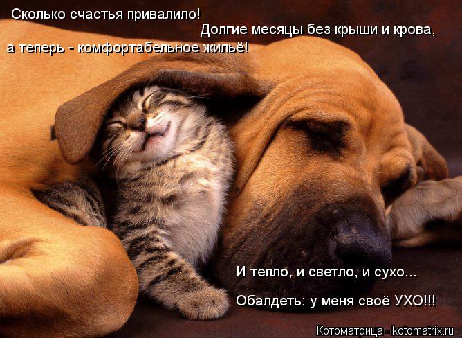Сколько счастья привалило! Долгие месяцы без крыши и крова, а теперь - комфортабельное жильё! И тепло... Котоматрица: Сколько счастья привалило! Долгие месяцы без крыши и крова, а теперь - комфортабельное жильё! И тепло, и светло, и сухо... Обалдеть: у меня своё