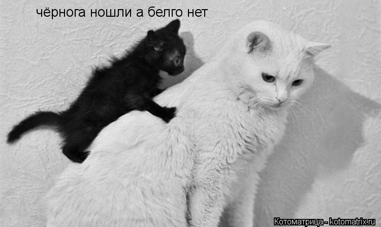 Котоматрица: чёрнога ношли а белго нет