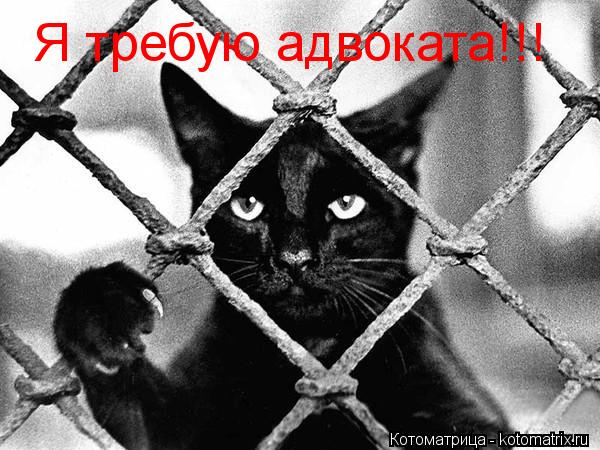 Я требую адвоката!!!... Котоматрица: Я требую адвоката!!!