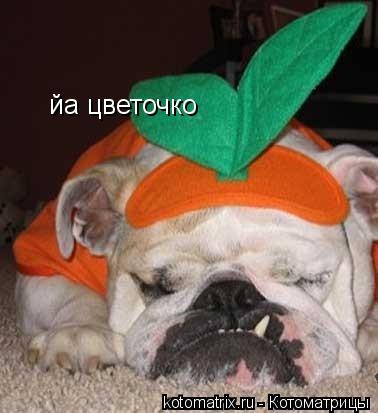 Котоматрица: йа цветочко