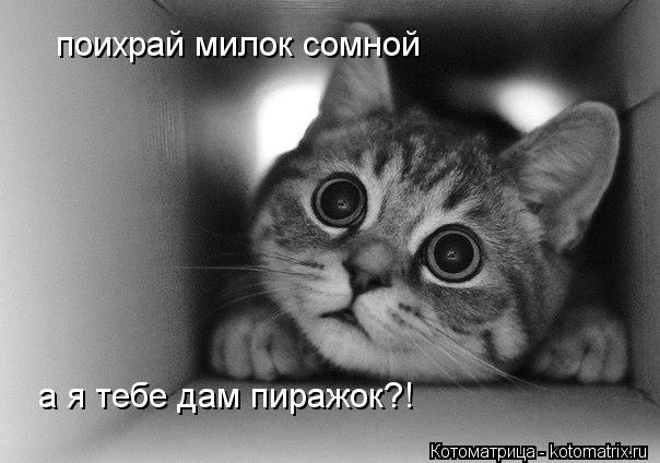 Котоматрица: поихрай милок сомной а я тебе дам пиражок?!