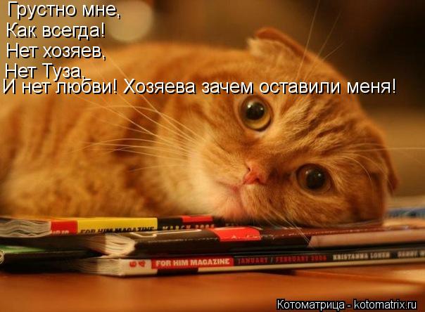 Котоматрица: Грустно мне, Как всегда! Нет хозяев, Нет Туза, И нет любви! Хозяева зачем оставили меня!