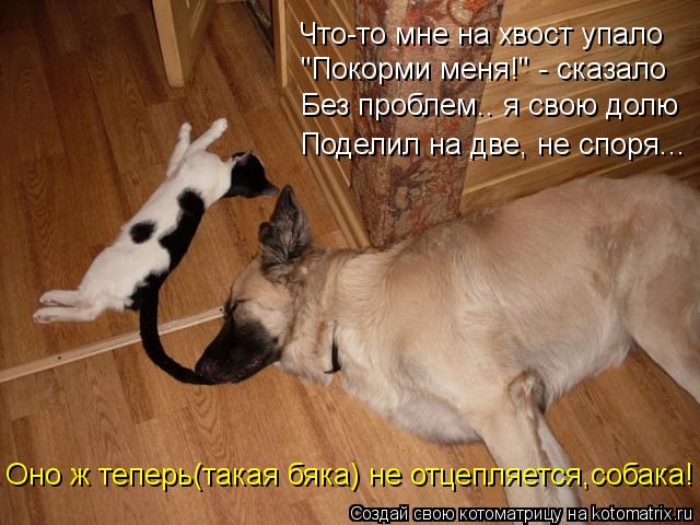 Что-то мне на хвост упало "Покорми меня!" - сказало Без проблем.. я свою долю Поделил на две, не спор... Котоматрица: Что-то мне на хвост упало "Покорми меня!" - сказало Без проблем.. я свою долю Поделил на две, не споря... Оно ж теперь(такая бяка) не отцепляется,