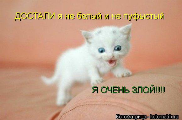 ДОСТАЛИ я не белый и не пуфыстый Я ОЧЕНЬ ЗЛОЙ!!!!... Котоматрица: ДОСТАЛИ я не белый и не пуфыстый Я ОЧЕНЬ ЗЛОЙ!!!!