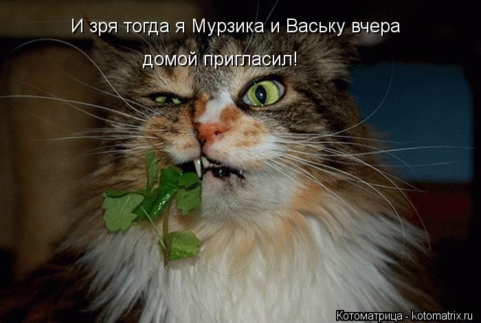 И зря тогда я Мурзика и Ваську вчера домой пригласил!... Котоматрица: И зря тогда я Мурзика и Ваську вчера домой пригласил!