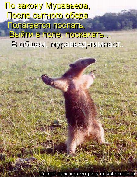 Котоматрица: По закону Муравьеда, После сытного обеда Полагается поспать, Выйти в поле, поскакать... В общем, муравьед-гимнаст...