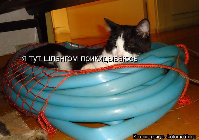 Котоматрица: я тут шлангом прикидываюсь