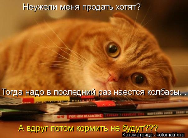 Неужели меня продать хотят? Тогда надо в последний раз наестся колбасы... А вдруг потом кормить не б... Котоматрица: Неужели меня продать хотят? Тогда надо в последний раз наестся колбасы... А вдруг потом кормить не будут???