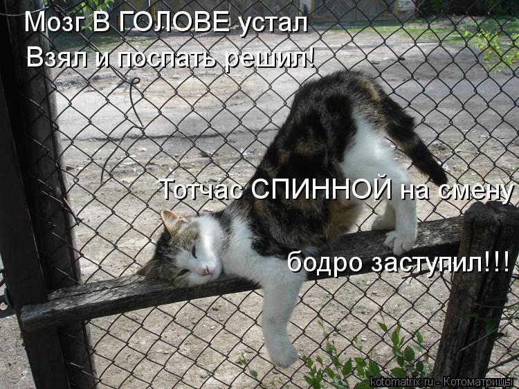 Котоматрица: Мозг В ГОЛОВЕ устал Взял и поспать решил! Тотчас СПИННОЙ на смену бодро заступил!!!