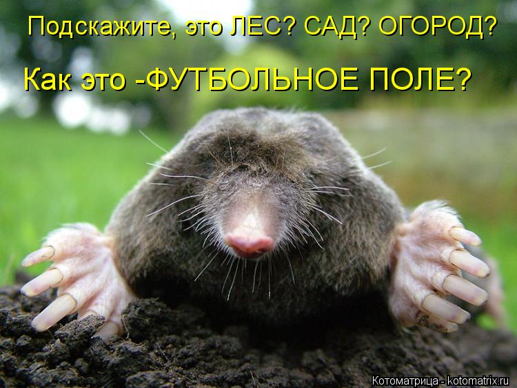 Котоматрица: Как это -ФУТБОЛЬНОЕ ПОЛЕ? Подскажите, это ЛЕС? САД? ОГОРОД?