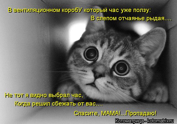 Котоматрица: В вентиляционном коробУ который час уже ползу: В слепом отчаянье рыдая.... Не тот я видно выбрал час, Когда решил сбежать от вас.... Спасите, МА