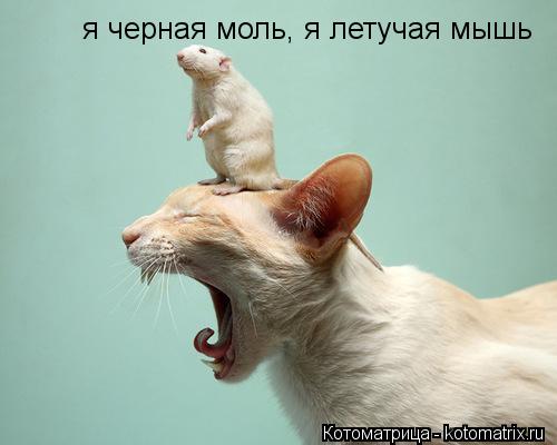 я черная моль, я летучая мышь... Котоматрица: я черная моль, я летучая мышь