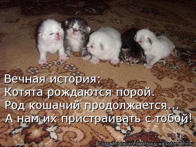 Вечная история: Котята рождаются порой. Род кошачий продолжается... А нам их пристраивать с тобой!... Котоматрица: Вечная история: Котята рождаются порой. Род кошачий продолжается... А нам их пристраивать с тобой!
