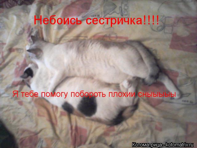 Котоматрица: Небоись сестричка!!!! Я тебе помогу побороть плохии сныыыыы