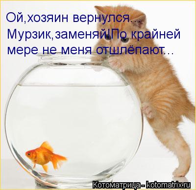 Ой,хозяин вернулся... Мурзик,заменяй!По крайней мере не меня отшлёпают...... Котоматрица: Ой,хозяин вернулся... Мурзик,заменяй!По крайней мере не меня отшлёпают...