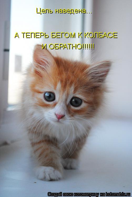 Котоматрица: Цель наведена... А ТЕПЕРЬ БЕГОМ К КОЛБАСЕ  И ОБРАТНО!!!!!!