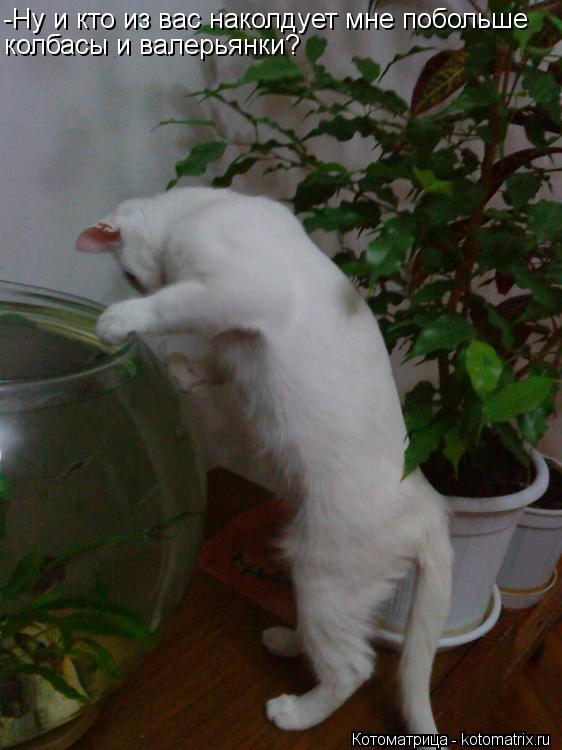 -Ну и кто из вас наколдует мне побольше колбасы и валерьянки?... Котоматрица: -Ну и кто из вас наколдует мне побольше колбасы и валерьянки?