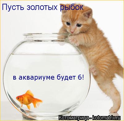 Пусть золотых рыбок в аквариуме будет 6!... Котоматрица: Пусть золотых рыбок в аквариуме будет 6!