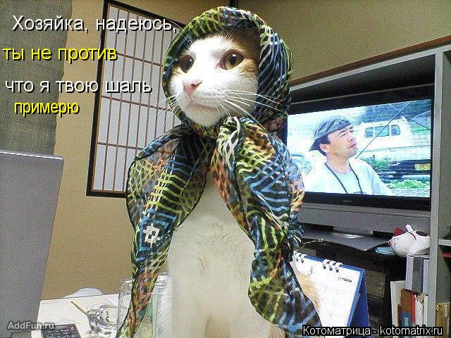 Хозяйка, надеюсь, ты не против что я твою шаль примерю... Котоматрица: Хозяйка, надеюсь, ты не против что я твою шаль примерю