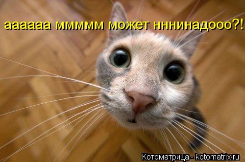 Котоматрица: аааааа ммммм может нннинадооо?!