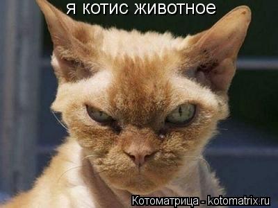 я котис животное... Котоматрица: я котис животное
