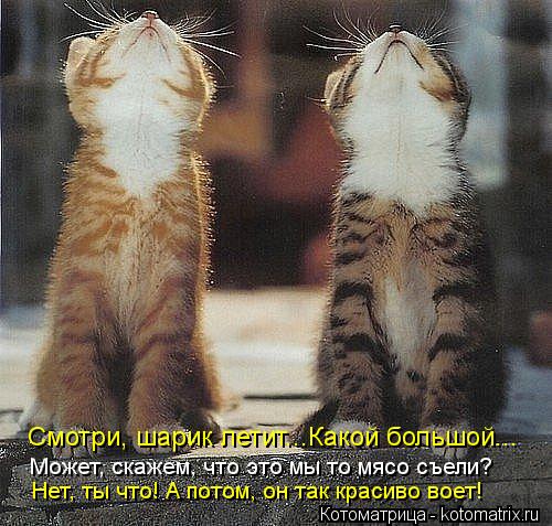 Смотри, шарик летит...Какой большой... Может, скажем, что это мы то мясо съели? Нет, ты что! А потом,... Котоматрица: Смотри, шарик летит...Какой большой... Может, скажем, что это мы то мясо съели? Нет, ты что! А потом, он так красиво воет!