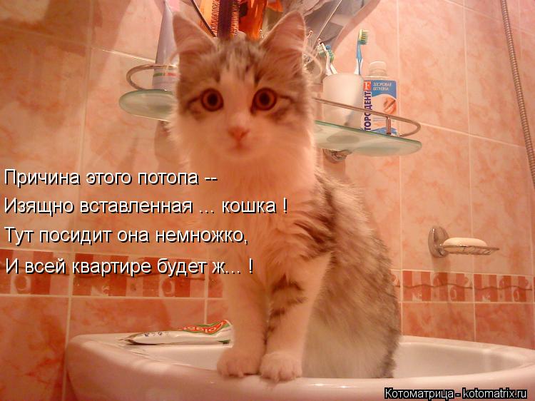 Котоматрица: Причина этого потопа -- Изящно вставленная ... кошка !  Тут посидит она немножко, И всей квартире будет ж... !