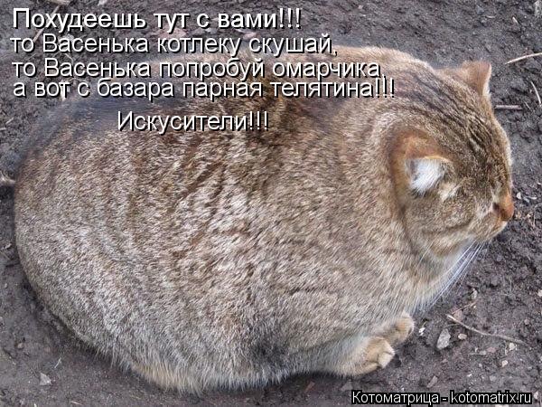 Котоматрица: Похудеешь тут с вами!!! то Васенька котлеку скушай,  то Васенька попробуй омарчика,  а вот с базара парная телятина!!! Искусители!!!