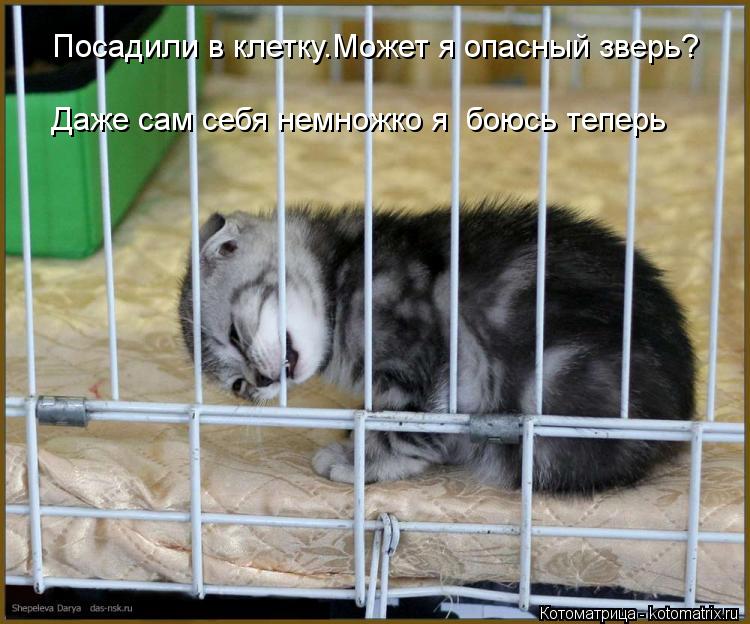 Котоматрица: Посадили в клетку.Может я опасный зверь? Даже сам себя немножко я  боюсь теперь