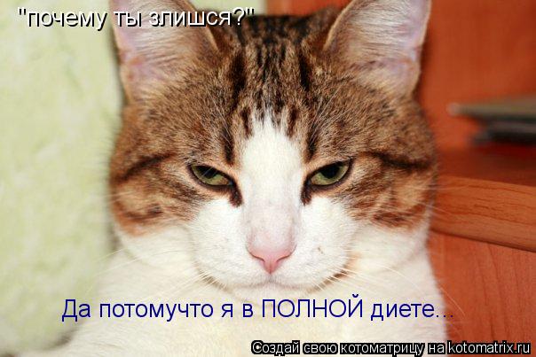 "почему ты злишся?" "почему ты злишся? Да потомучто я в ПОЛНОЙ диете...... Котоматрица: "почему ты злишся?" "почему ты злишся? Да потомучто я в ПОЛНОЙ диете...