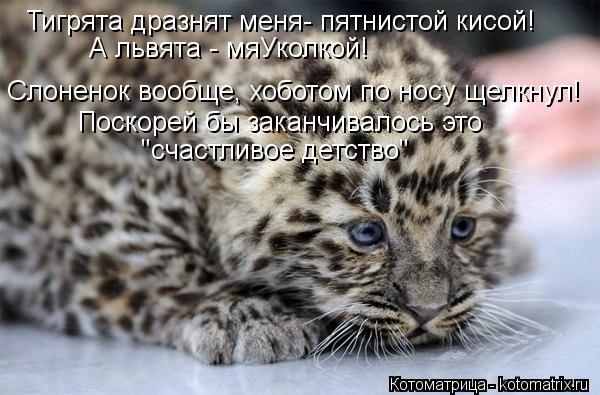 Тигрята дразнят меня- пятнистой кисой! А львята - мяУколкой! Слоненок вообще, хоботом по носу щелкнул... Котоматрица: Тигрята дразнят меня- пятнистой кисой! А львята - мяУколкой! Слоненок вообще, хоботом по носу щелкнул! Поскорей бы заканчивалось это "счастл