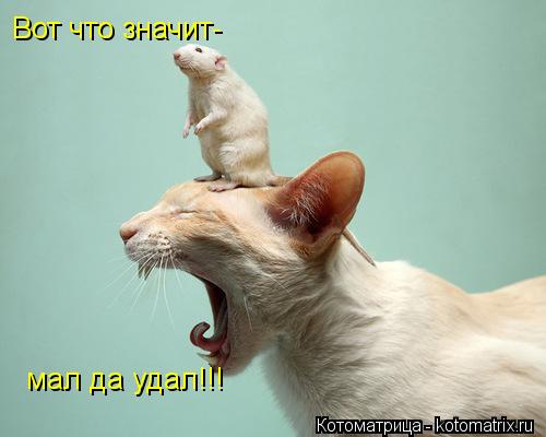 Котоматрица: Вот что значит- мал да удал!!!