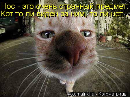 Котоматрица: Нос - это очень странный предмет: Кот то ли виден за ним, то ли нет...