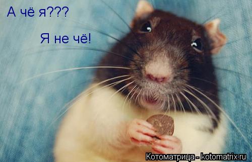 А чё я??? Я не чё!... Котоматрица: А чё я??? Я не чё!