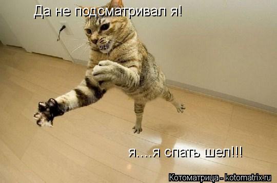 Да не подсматривал я! я....я спать шел!!!... Котоматрица: Да не подсматривал я! я....я спать шел!!!