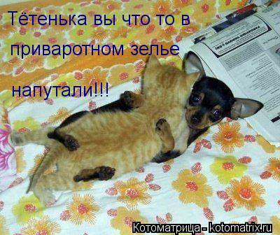 Тётенька вы что то в приваротном зелье напутали!!!... Котоматрица: Тётенька вы что то в приваротном зелье напутали!!!
