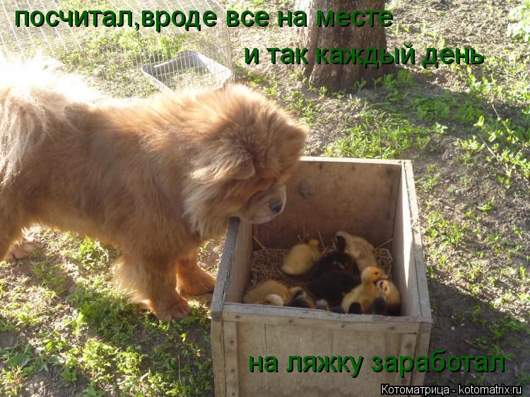 посчитал,вроде все на месте и так каждый день на ляжку заработал... Котоматрица: посчитал,вроде все на месте и так каждый день на ляжку заработал