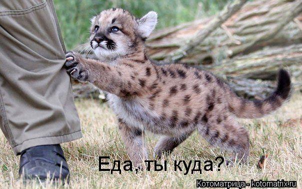 Котоматрица: Еда, ты куда?