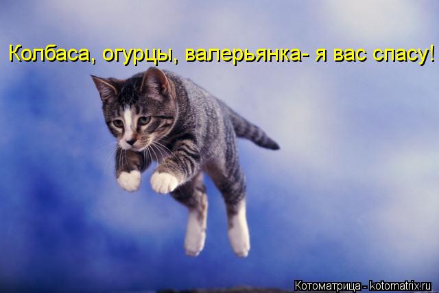 Колбаса, огурцы, валерьянка- я вас спасу!... Котоматрица: Колбаса, огурцы, валерьянка- я вас спасу!