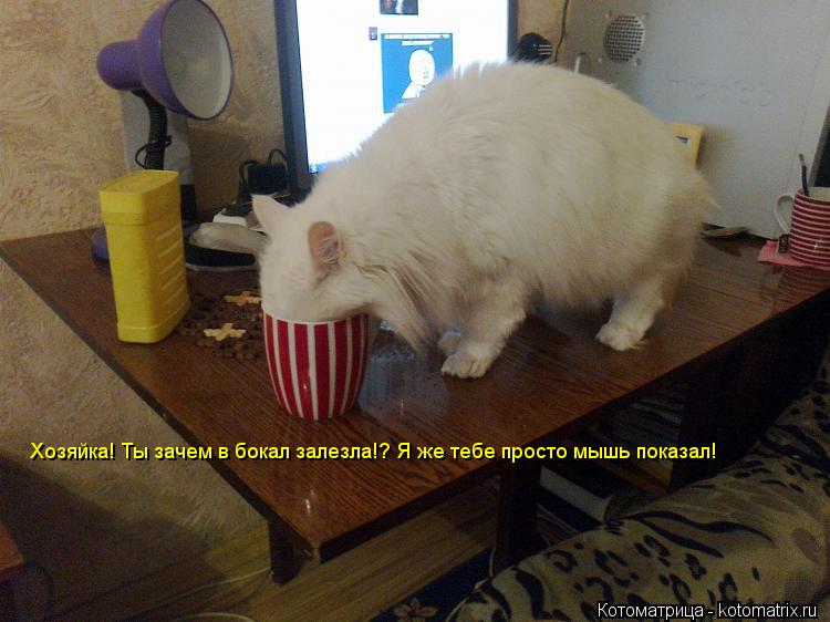 Котоматрица: Хозяйка! Ты зачем в бокал залезла!? Я же тебе просто мышь показал!
