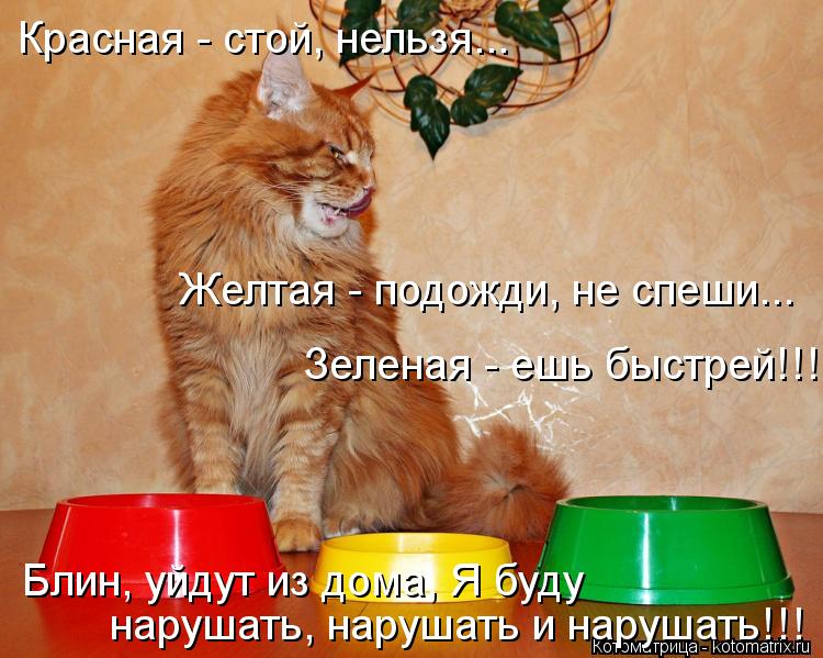 Красная - стой, нельзя... Желтая - подожди, не спеши... Зеленая - ешь быстрей!!! Блин, уйдут из дома,... Котоматрица: Красная - стой, нельзя... Желтая - подожди, не спеши... Зеленая - ешь быстрей!!! Блин, уйдут из дома, Я буду нарушать, нарушать и нарушать!!!