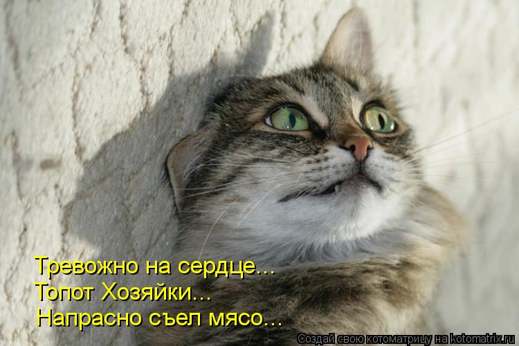 Тревожно на сердце... Топот Хозяйки... Напрасно съел мясо...... Котоматрица: Тревожно на сердце... Топот Хозяйки... Напрасно съел мясо...