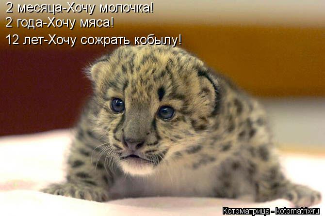 2 месяца-Хочу молочка! 2 года-Хочу мяса! 12 лет-Хочу сожрать кобылу!... Котоматрица: 2 месяца-Хочу молочка! 2 года-Хочу мяса! 12 лет-Хочу сожрать кобылу!