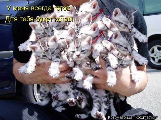 У меня всегда готов Для тебя букет котов!... Котоматрица: У меня всегда готов Для тебя букет котов!