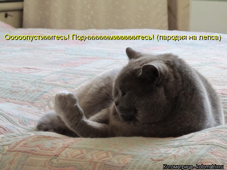 Котоматрица: Ооооопустииитесь! Поднииииимиииииитесь! (пародия на лепса)