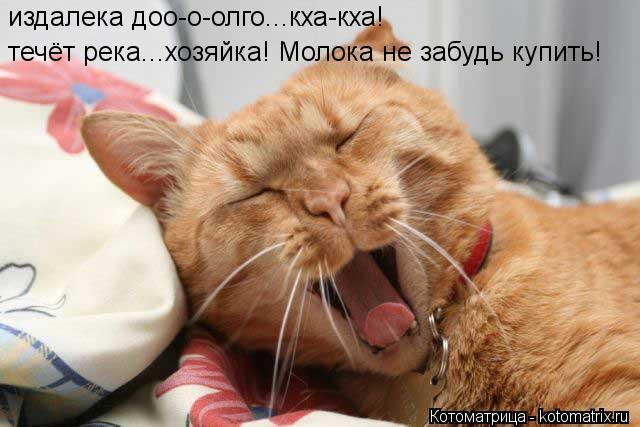 Котоматрица: течёт река...хозяйка! Молока не забудь купить! издалека доо-о-олго...кха-кха!