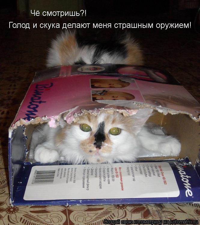 Котоматрица: Чё смотришь?! Голод и скука делают меня страшным оружием!