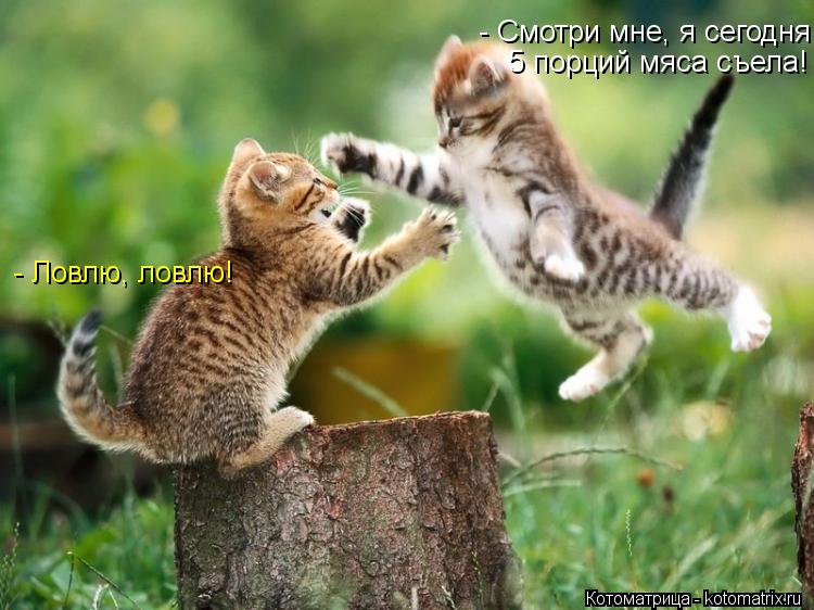 - Ловлю, ловлю! - Смотри мне, я сегодня 5 порций мяса съела!... Котоматрица: - Ловлю, ловлю! - Смотри мне, я сегодня 5 порций мяса съела!